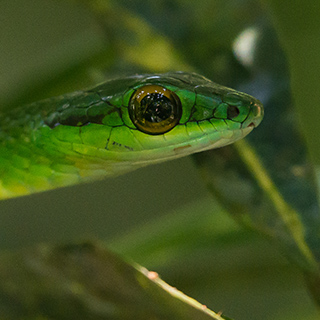 La Selva - Green-headed tree snake